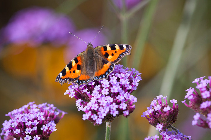 Prairie garden: Butterfly on Verbena bonariensis
