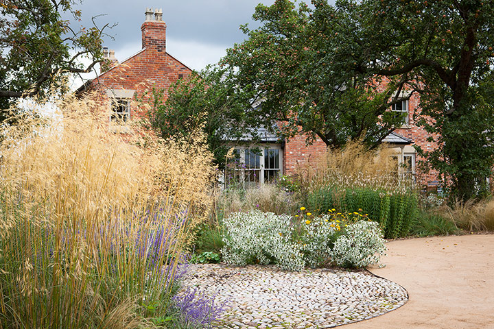 Prairie garden: Stipa gigantea, Eryngium giganteum 'Miss Willmott's Ghost' beyond