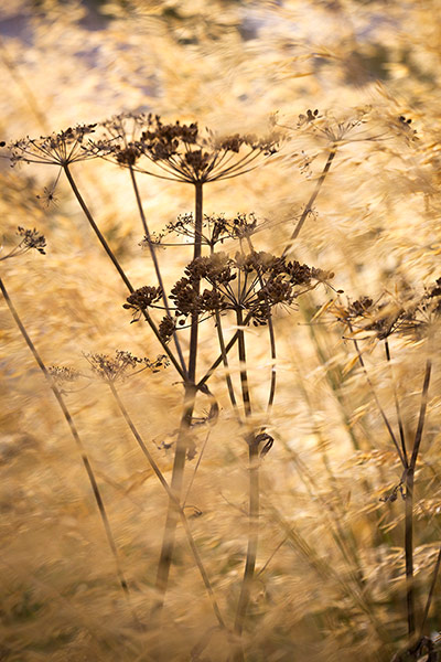 Prairie garden: Cow parsley seedhead amongst Stipa gigantea