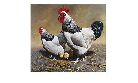 A family of Light Sussex chickens painted by Chris Jones