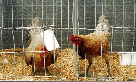 Chickens on display at an agricultural show