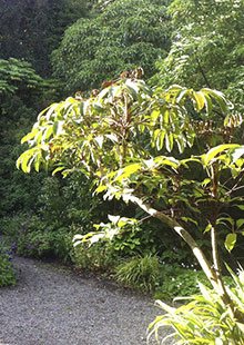Schefflera alpinia growing in the garden at Crûg Farm Plants