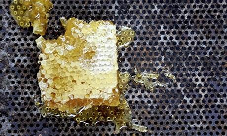honeycomb on a textured surface GFY