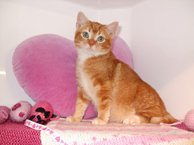 Battersea cats: Battersea cat Ray