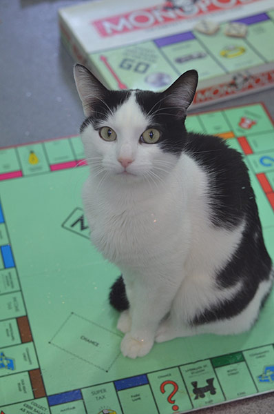 Battersea cats: Wayne the Battersea cat