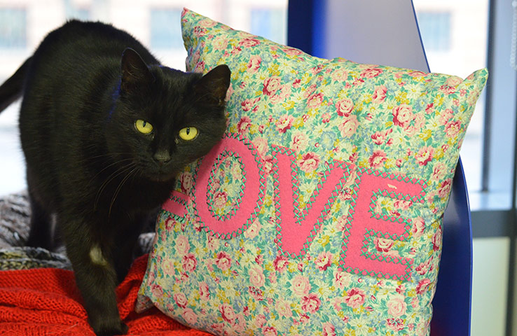 Battersea cats: Laura the Battersea cat