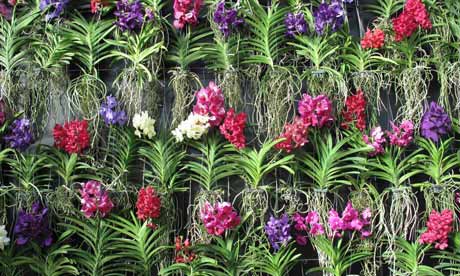 A wall of vanda orchids at Kew gardens' orchid extravaganza 2013