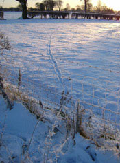 Fox tracks across a snowy field