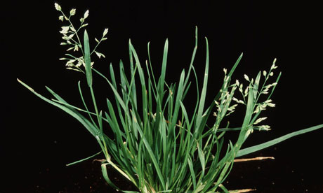 Annual meadowgrass (Poa annua)