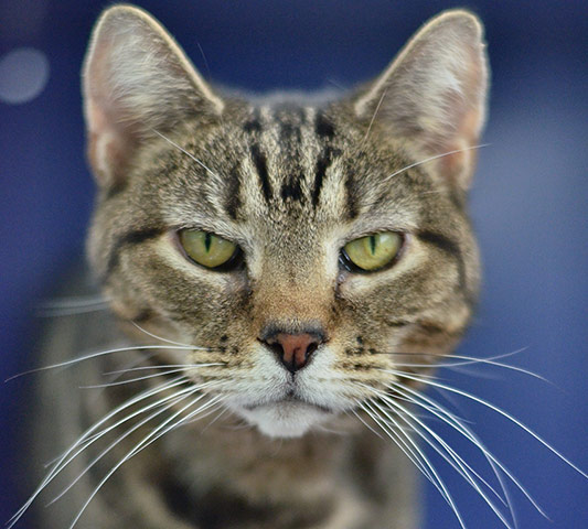 Your (feline) soulmate: Brenda