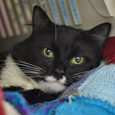 Your (feline) soulmate: Bruce