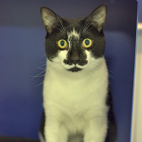 Your (feline) soulmate: Brunswick