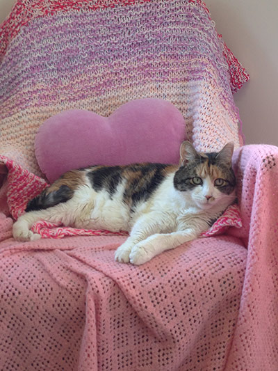 Your (feline) soulmate: Philomena