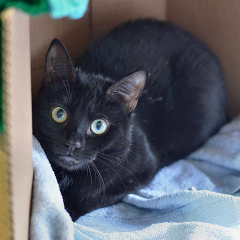 Your (feline) soulmate: Sweetheart Simba