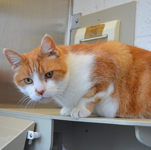 Your (feline) soulmate: Tigger