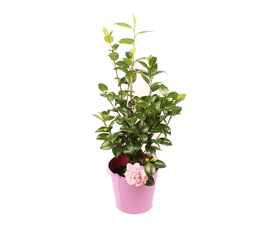 Mother's Day gift guide: Gardenia