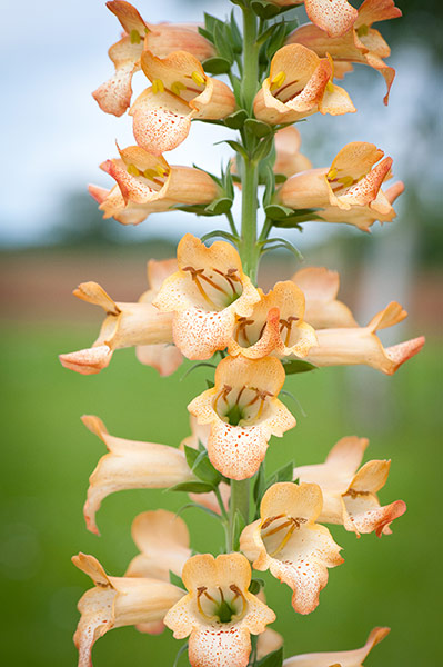 Plant picks 2013: Digitalis 'Illumination Chelsea Gold'