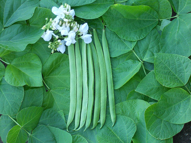Plant picks 2013: Runner bean 'Stardust'