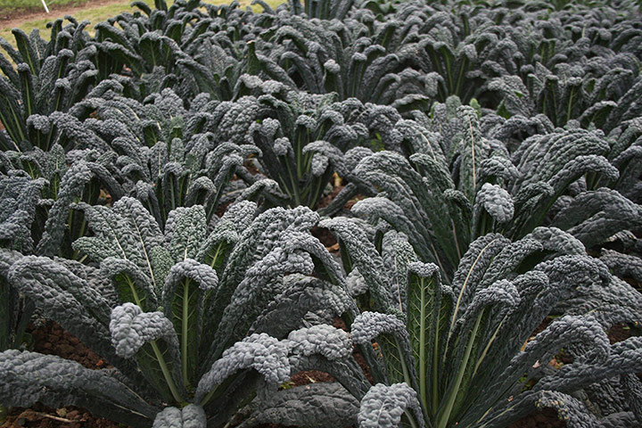 Plant picks 2013: Kale 'Black Magic'