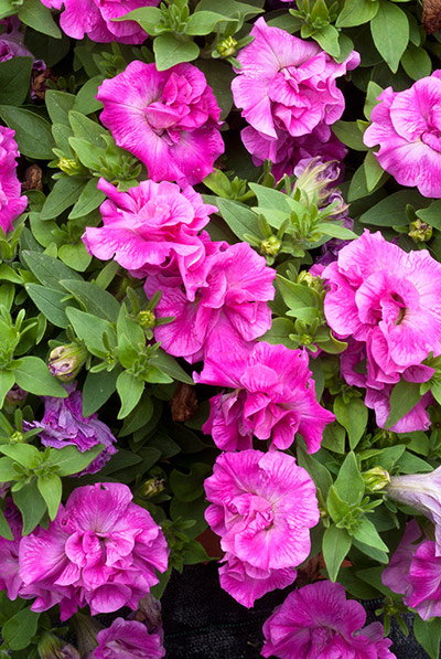 Plant picks 2013: Tumbelina series Petunia Eliza