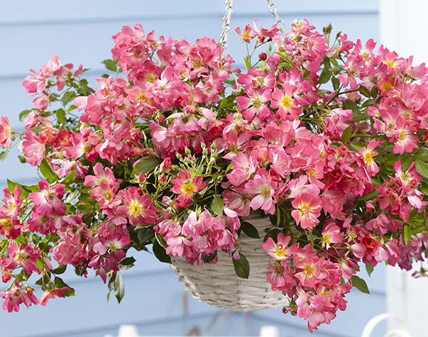 Plant picks 2013: Rosa 'Drift Pink'