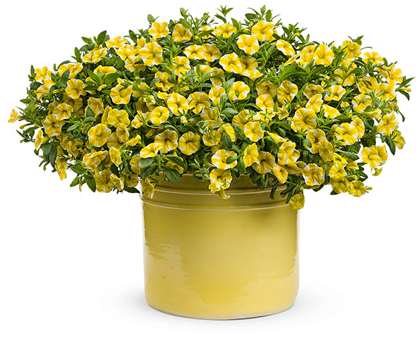 Plant picks 2013: Calibrachoa Superbells 'Lemon Slice'