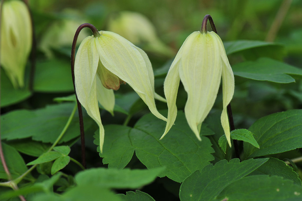 Clematis 'Lemon Beauty'