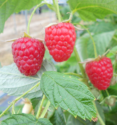 Plant picks 2013: Raspberry 'Erika'