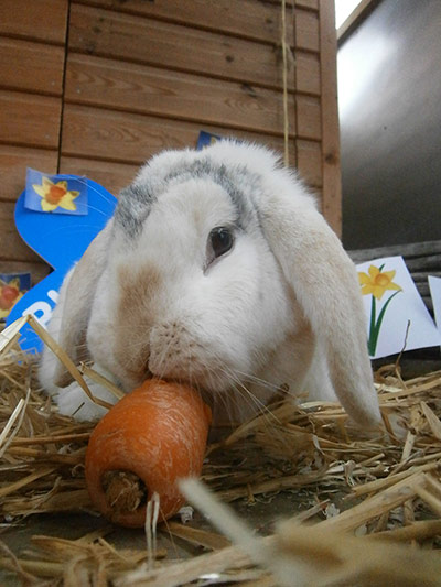 Easter bunnies: Candy