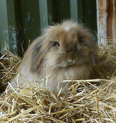 Easter bunnies: Daffodil