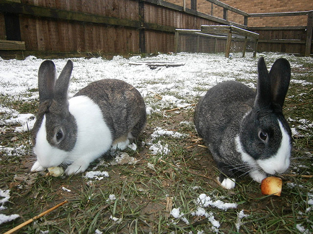 Easter bunnies: Jessica and Beth