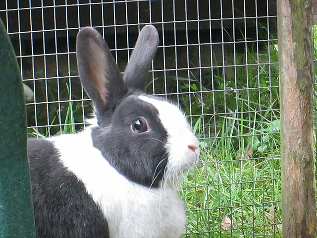 Easter bunnies: Jordan