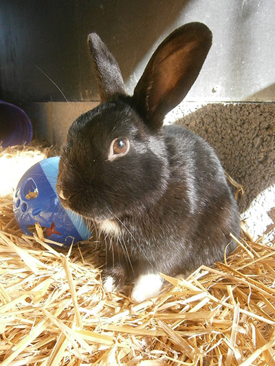 Easter bunnies: Nibbles