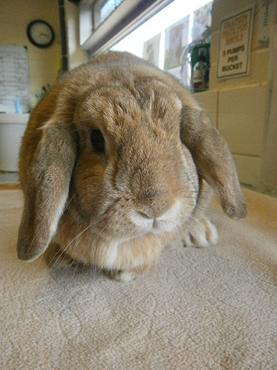 Easter bunnies: Pancakes