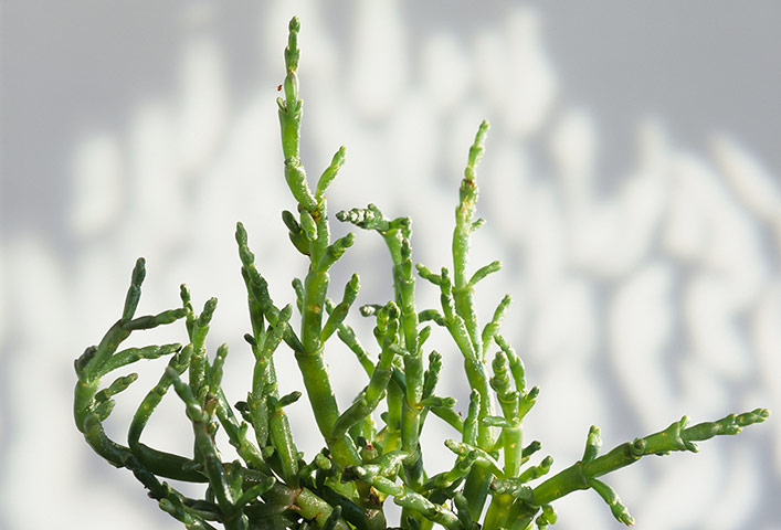 Old-fashioned veg: Samphire (Salicornia europaea)