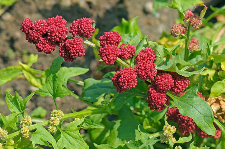 Old-fashioned veg: Strawberry spinach (Chenopodium capitatum)