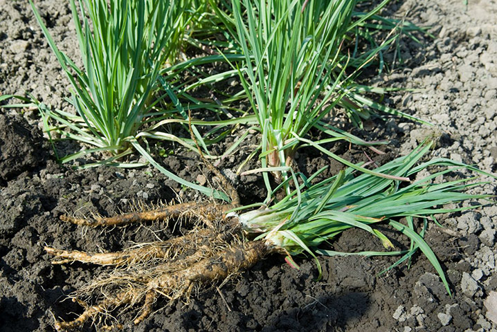 Old-fashioned veg : Salsify (Tragopogon porrifolius)