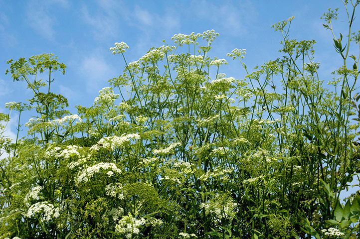 Old-fashioned veg : Skirret (Sium sisarum)