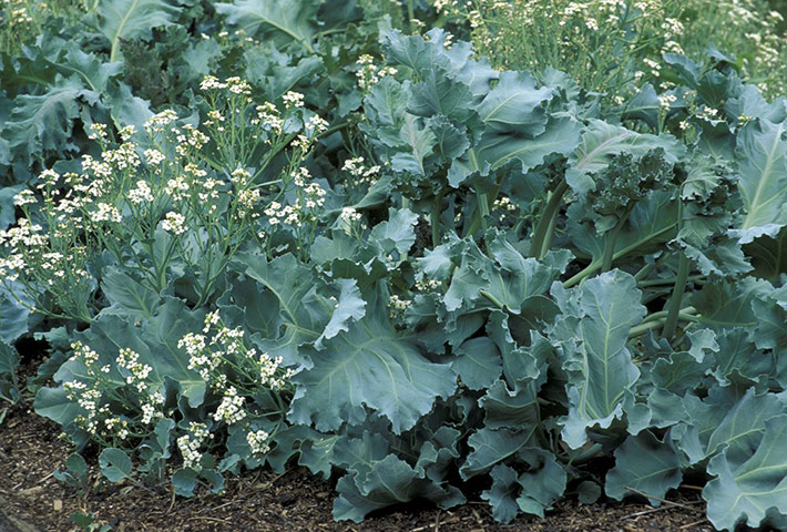 Old-fashioned veg : Sea kale (Crambe maritima)