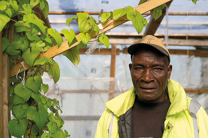 My Cool Allotment: Glandel Archer on his allotment in Birmingham