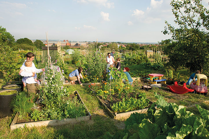 My Cool Allotment: Lia Leendertz and her friends and family on their Bristol allotment