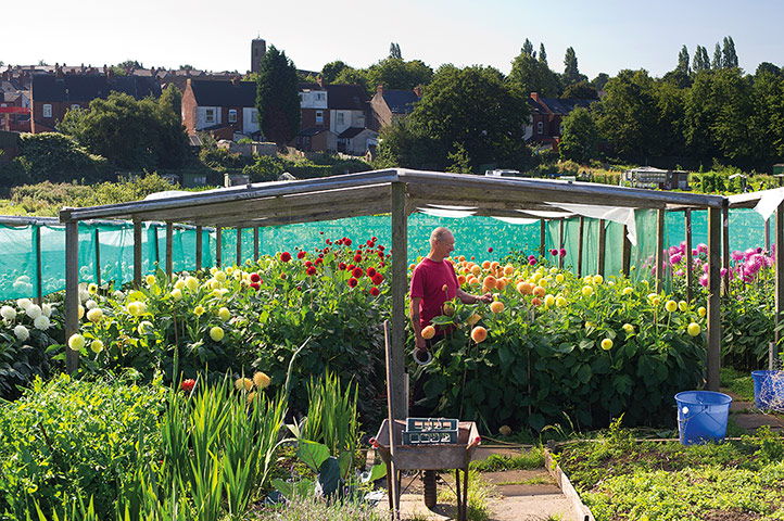 My Cool Allotment: Brian Carter's dahlia-filled allotment in Birmingham