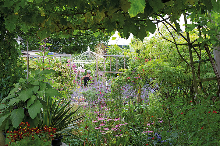 My Cool Allotment: Chris Achilleos's plot in London