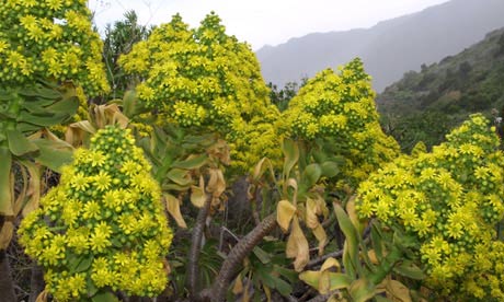 Aeonium holochrysum on El Hierro, Canary Islands