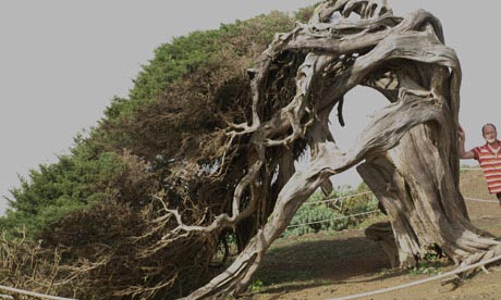 Juniperus canariensis