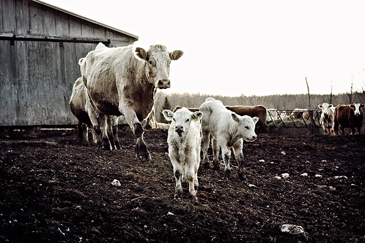 Simple Things homewares: Cows in spring print