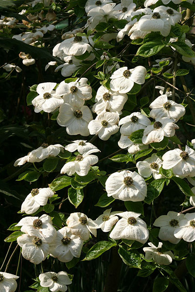 RHS plant of centenary: Cornus ‘Eddie’s White Wonder’