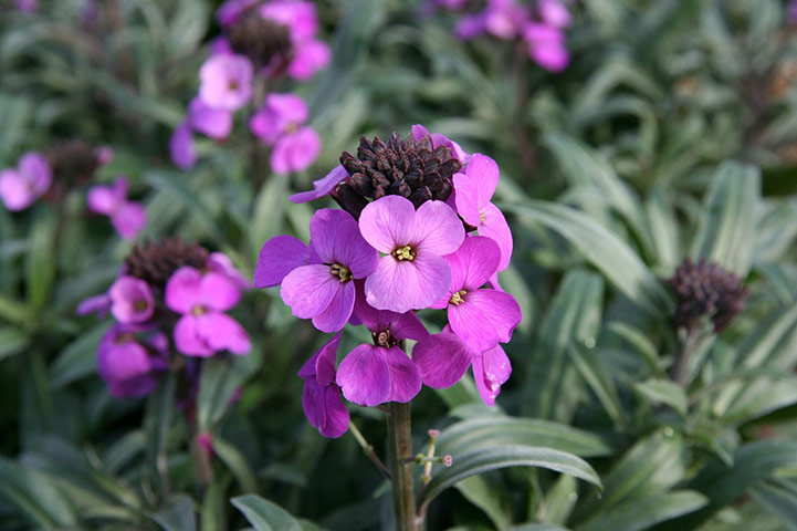 RHS plant of centenary: Erysimum ‘Bowles’s Mauve’