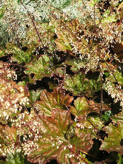 RHS plant of centenary: Heuchera villosa ‘Palace Purple’