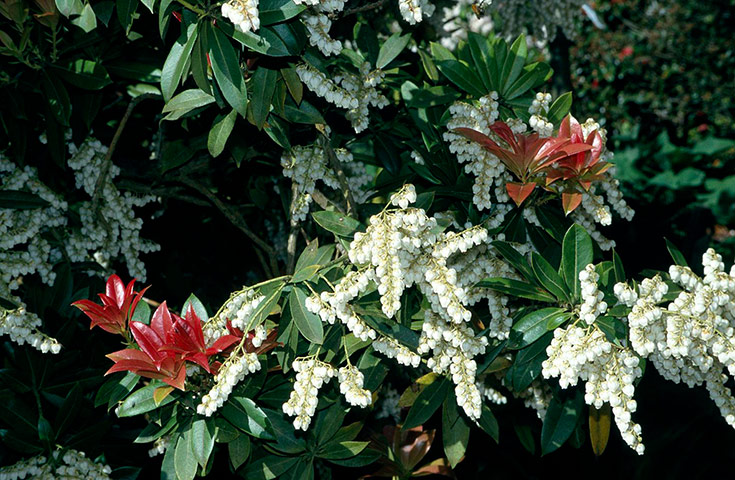 RHS plant of centenary: Pieris formosa var. forrestii